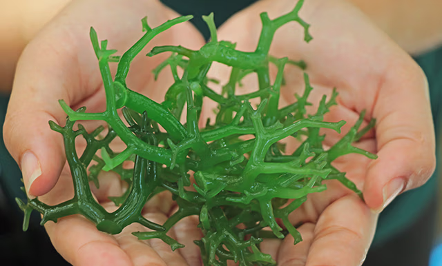 hands_full_seaweeds_640