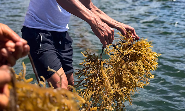 man-holding-seaweeds_640